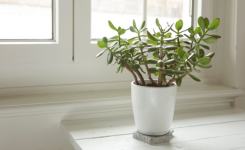 Où placer l’arbre de jade dans la maison pour attirer richesse, chance et énergie positive