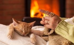 🐱 Quel genre de personnes les chats aiment-ils vraiment ?