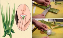 Pourquoi Boire du Jus d’Aloe Vera Chaque Jour !