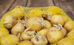 Astuce simple pour conserver vos pommes de terre plus longtemps