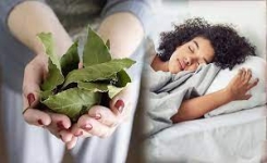 Optimisez Votre Sommeil avec les Feuilles de Laurier : Un Secret Ancien Révélé
