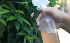 Le Spray Naturel Fait Maison Que TOUS les Insectes DÉTESTENT 