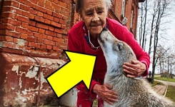 Une vieille femme solitaire, un loup... et une histoire bouleversante