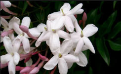 Une étude révèle que garder du jasmin dans la chambre peut réduire le stress