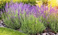 6 plantes vivaces capables de résister à la sécheresse estivale