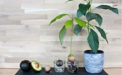 Comment faire pousser un avocatier dans un petit pot à la maison ?