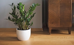 Plante ZZ : le secret naturel pour la faire pousser plus vite