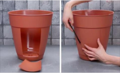 Astuce pour faire pousser des pommes de terre sans jardin 