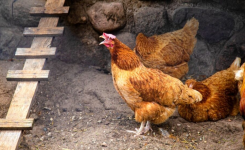 Pourquoi les poules chantent après avoir pondu un œuf ?