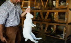 Pourquoi vous ne devez jamais soulever un lapin par les oreilles ?