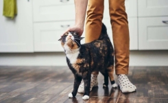 Comment reconnaître l’affection de votre chat 🐾