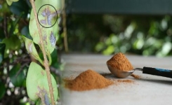 6 raisons de saupoudrer de la cannelle sur vos plantes d’intérieur