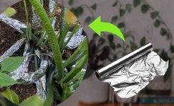 Pourquoi mettez une boule de papier aluminium sur vos plantes ?
