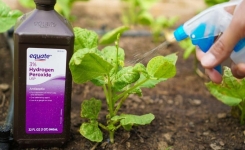 4 utilisations géniales de l’eau oxygénée au jardin