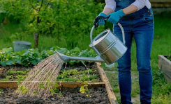 Jardin en été : Quelle est l’heure idéale pour arroser ?
