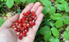 Fraisier sauvage : cette petite plante cachée dans votre jardin peut vous surprendre