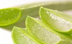 L'aloe vera peut traiter l'eczéma, le psoriasis, la dermatite, et les allergies de la peau naturellement