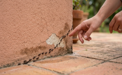 Des fourmis dans la maison ? 5 solutions simples pour les éloigner