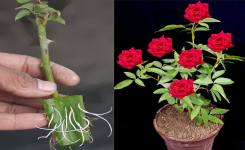 Le Secret de l'Aloe Vera pour Faire Pousser des Roses !