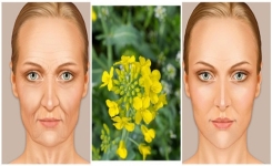 Élixir Russe pour Rajeunir : Recette Naturelle pour une meilleure apparence 