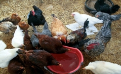 Quels compléments ajouter dans l’eau des poules pour soutenir la ponte ?