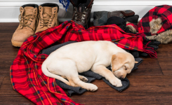 Pourquoi les chiens dorment-ils sur nos vêtements ?