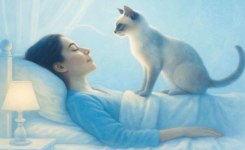 Pourquoi les chats s'approchent ils de votre visage quand vous dormez ?