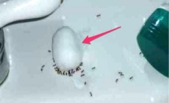 Une astuce pour se débarrasser des fourmis 