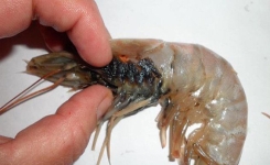 Les fruits de mer élevés en Asie sont PLEINS d’excréments de porcs et d’antibiotiques, voici comment savoir si les vôtres sont sûrs 