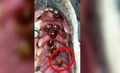 Un vétérinaire lance un avertissement à tous les propriétaires de chiens : Vérifiez l’intérieur de leur bouche