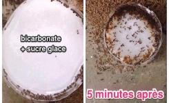 L’astuce ultime pour se débarrasser des fourmis dans la maison et le jardin