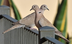 Une tourterelle près de la maison : quelle signification ? 🕊️
