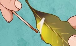 Ce qui arrivera si vous faites brûler une feuille de laurier dans votre maison !