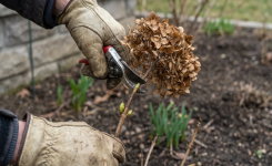 Hortensias : ce geste que les jardiniers négligent et qui peut ruiner la floraison du printemps