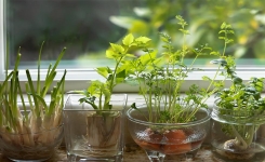 🌱 10 légumes à faire pousser à partir de restes (facile et économique)