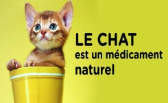 Le chat : un allié naturel contre l’anxiété et le stress